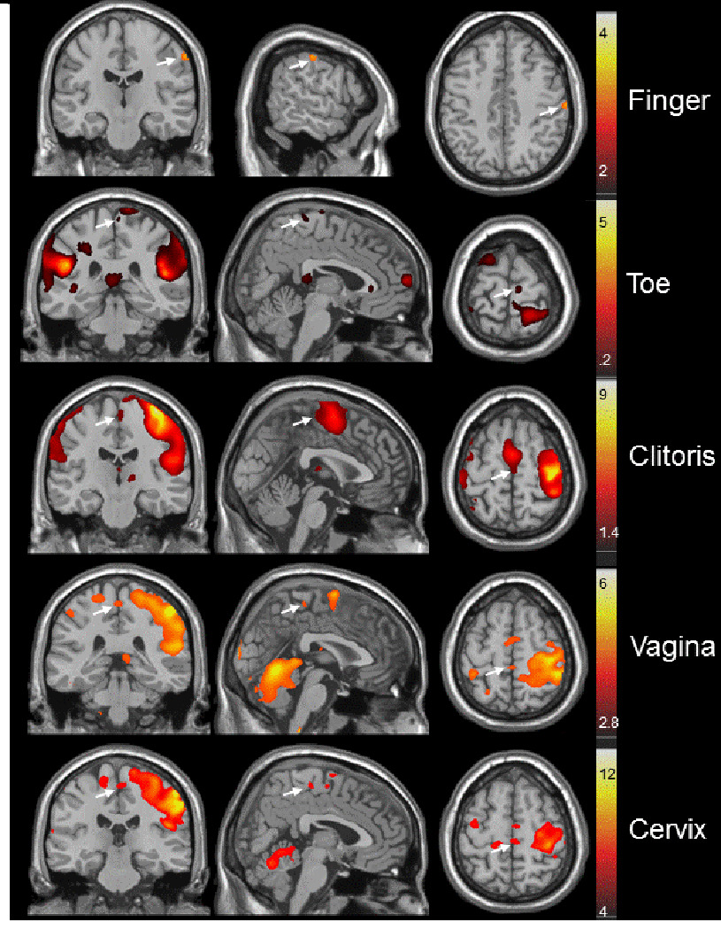 Women masturbation brain response