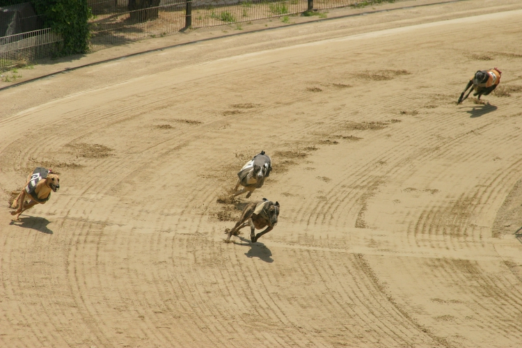 Greyhound turn