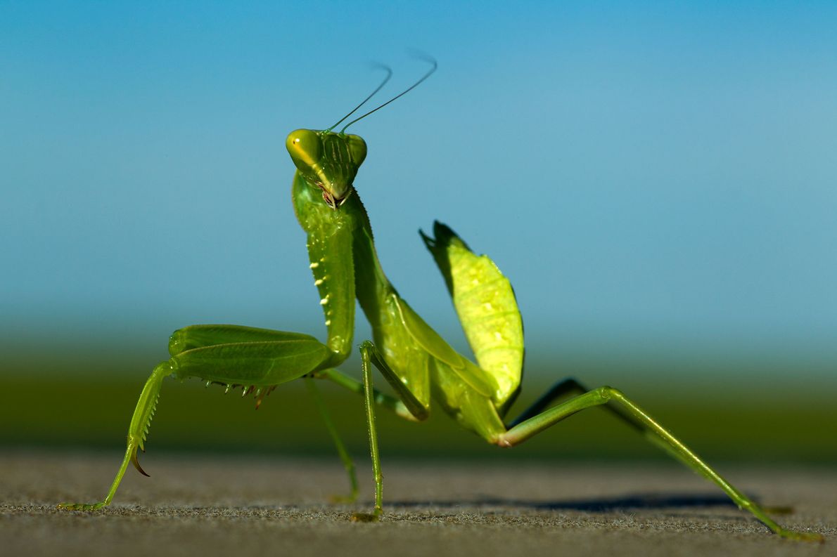 Mantis